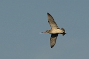 Bar-tailed godwit